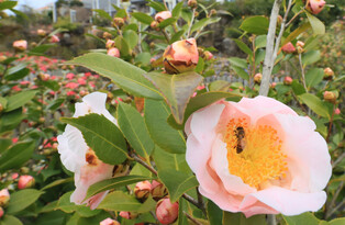 [K-Geography] Camellia flowers