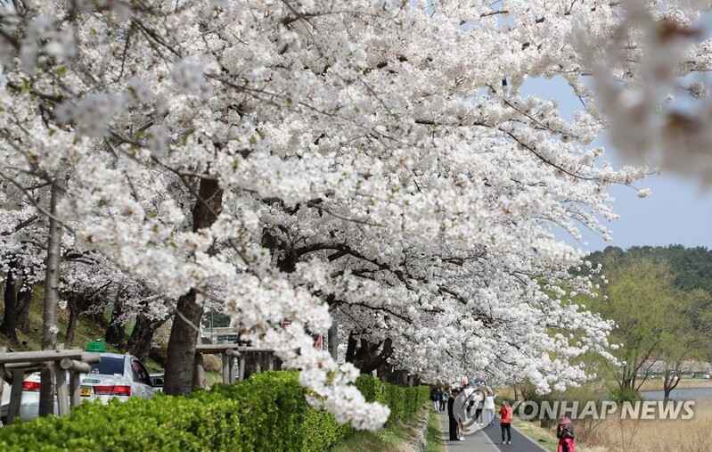강릉 경포벚꽃잔치 3년 연속 취소…"아쉽지만 내년을 기약"