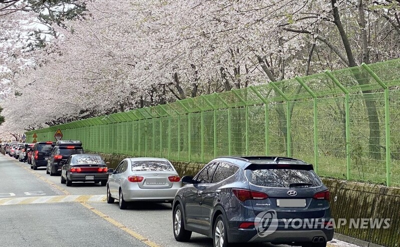 창원시, 벚꽃 개화시기 안만고개 통행 차단…25일부터 11일간