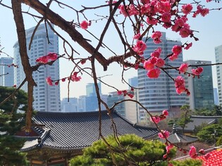 [K-Geography] Spring in Seoul