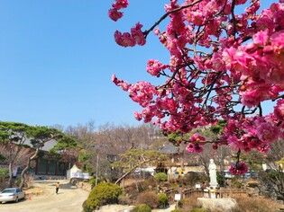 [K-Geography] Spring occupies Seoul