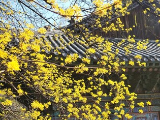 [K-Geography] Spring coloring Seoul yellow