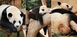 [K-Geography] Lazy panda