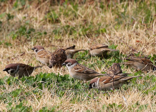 [K-Geography] Sparrows looking for prey