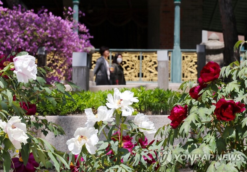 "다음달에 '꽃대궐' 절정"…궁궐·왕릉 10곳서 봐야 할 꽃은