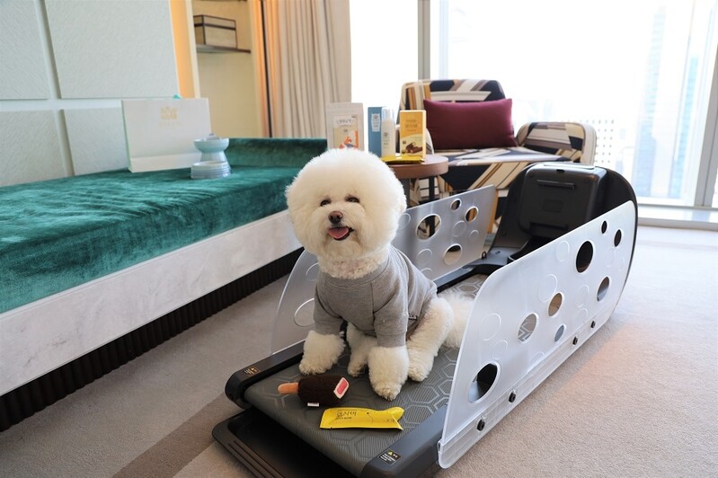 [게시판] 조선 팰리스, 반려견 동반 호캉스 패키지 출시