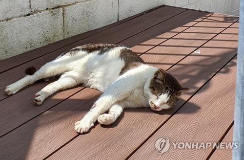 포항서 길고양이 학대한 20대 입건…"호기심에 범행"