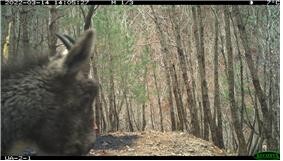 산불 난 울진에 산양 먹이 공급…서식 실태조사도 진행