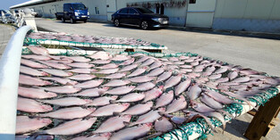 [K-Geography] Flounders drying in spring sun