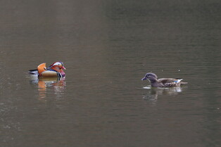 [K-Geography] Mandarin ducks seeking food