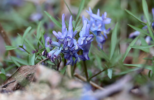 [K-Geography] Corydalis ambigua in full bloom