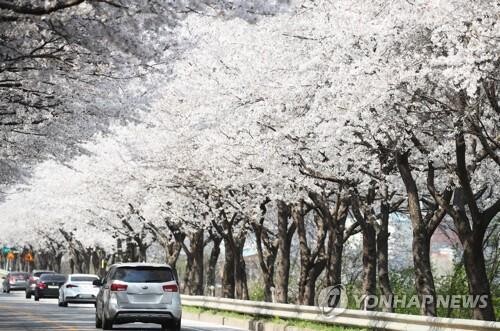 속초시, 코로나19 확산세에 설악벚꽃축제 취소