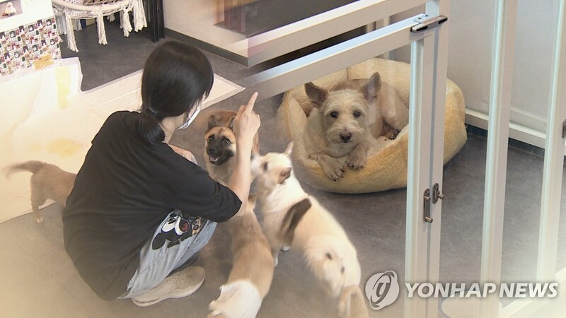 제주도, 유기동물 입양하면 마리당 최대 25만원 지원
