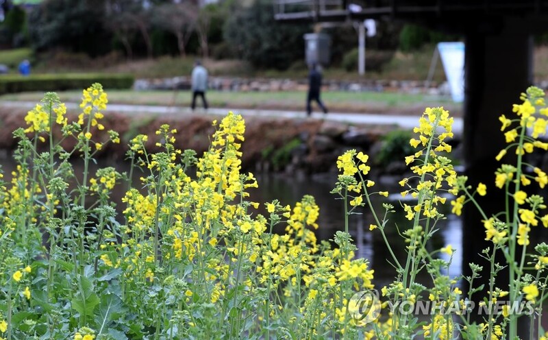 "부산 봄꽃 직접 구경하세요"…대면 행사는 줄취소
