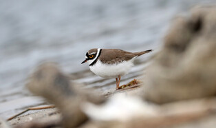 [K-Geography] Little ringed plover foraging for prey