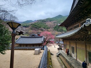[K-Geography] Historic temple after rain and wind