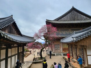 [K-Geography] Historic temple after rain and wind