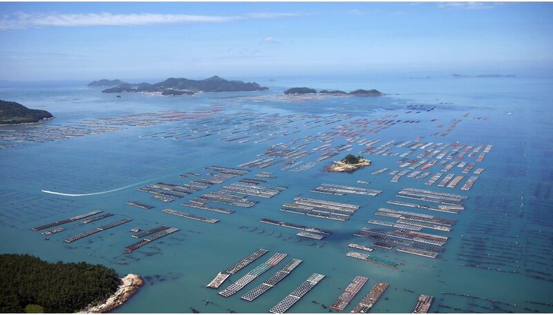 '바다의 산삼' 완도 전복 드세요…"면역력 강화 최고 보양식"