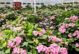 [K-Geography] Hydrangea in full bloom
