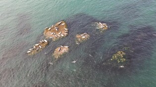 [K-Geography] Spotted seals in waters off northernmost island