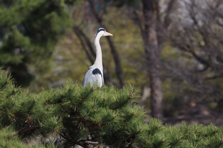 [K-Geography] Grey heron on pine tree