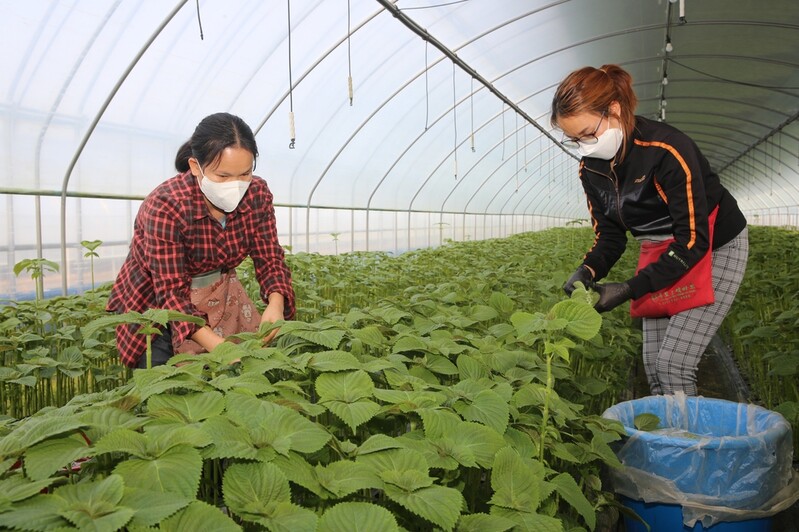 [픽! 옥천] 봄 향기 가득한 깻잎 수확