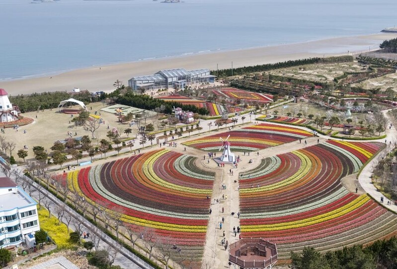 신안군, 섬 튤립축제 3년 연속 취소…"코로나 확산 방지"