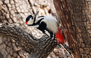 [K-Geography] Great spotted woodpecker searching for prey