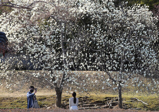 [K-Geography] magnolia in full bloom