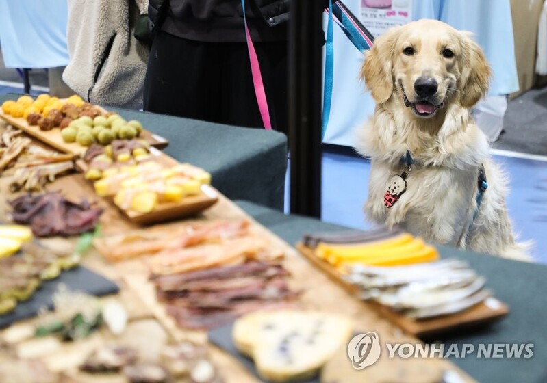 농촌진흥청 "노령견 건식먹이 비중 줄이면 비만 예방에 도움"