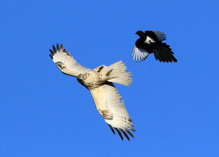 [K-Geography] Common buzzard chased by magpie
