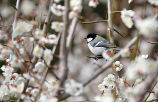 [K-Geography] Oriental tit enjoying spring