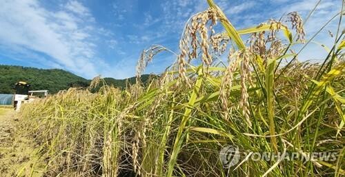 Rice farmers' net income hits 20-year high in 2021