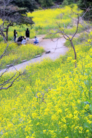 Rape flowers in bloom