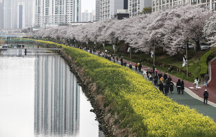 Cherry blossoms in full bloom