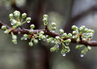 [K-Geography] Flower in rainwater