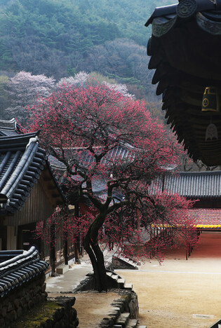 [K-Geography] Red plum blossoms at temple