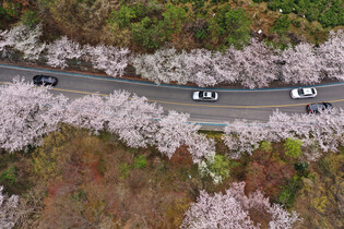 [K-Geography] Cherry blossom tunnel