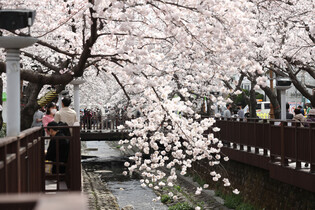 [K-Geography] Cherry blossoms in full bloom