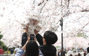 [K-Geography] Cherry blossoms in full bloom