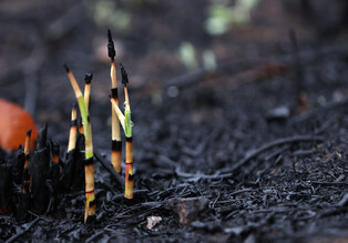 [K-Geography] Sprouting after wildfire