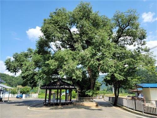 '명품나무 족보' 만든다…단양군 보호수 도감 제작