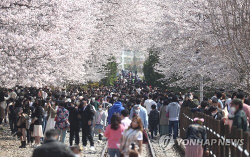 청명한 날씨 속 상춘객 봄꽃에 홀리다…전국 곳곳 인파(종합)