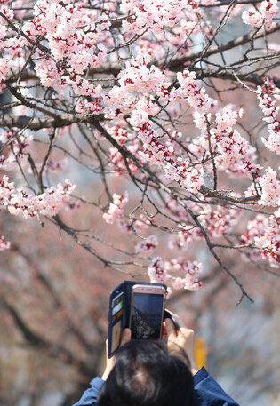 [K-Geography] Cherry blossoms in Seoul