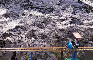 [K-Geography] Gwangju cherry blossoms in full bloom