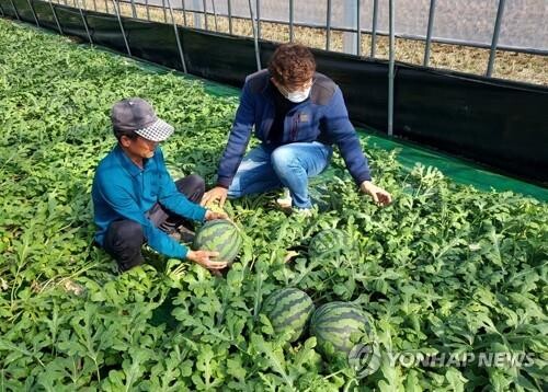[픽! 부여] 당도 높고 비타민 풍부한 굿뜨래수박 첫 출하