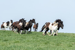 [K-Geography] Running horses