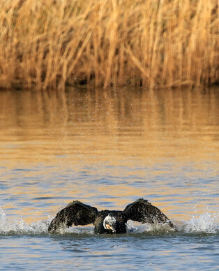 [K-Geography] Cormorant taking shower