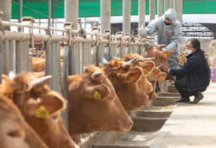 [K-Geography] Cattle vaccinated against foot-and-mouth disease