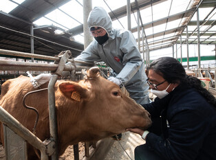 [K-Geography] Cattle vaccinated against foot-and-mouth disease